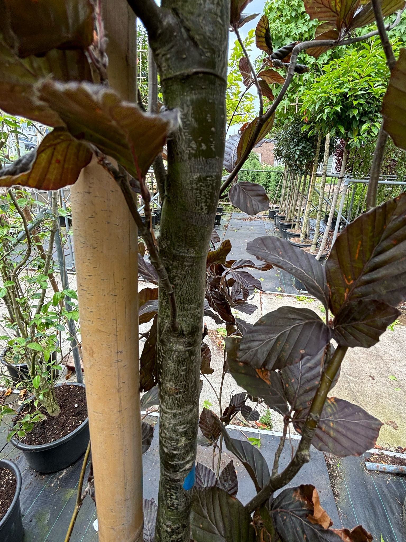 Fagus Syl. ‘Dawyck Purple’ (Rode en Groene Zeil Beuk) OP=OP