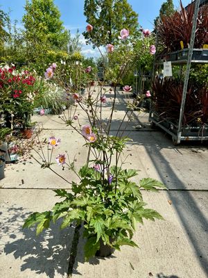 Anemone Licht Roze Hoog (Herfstanemoon) OP=OP