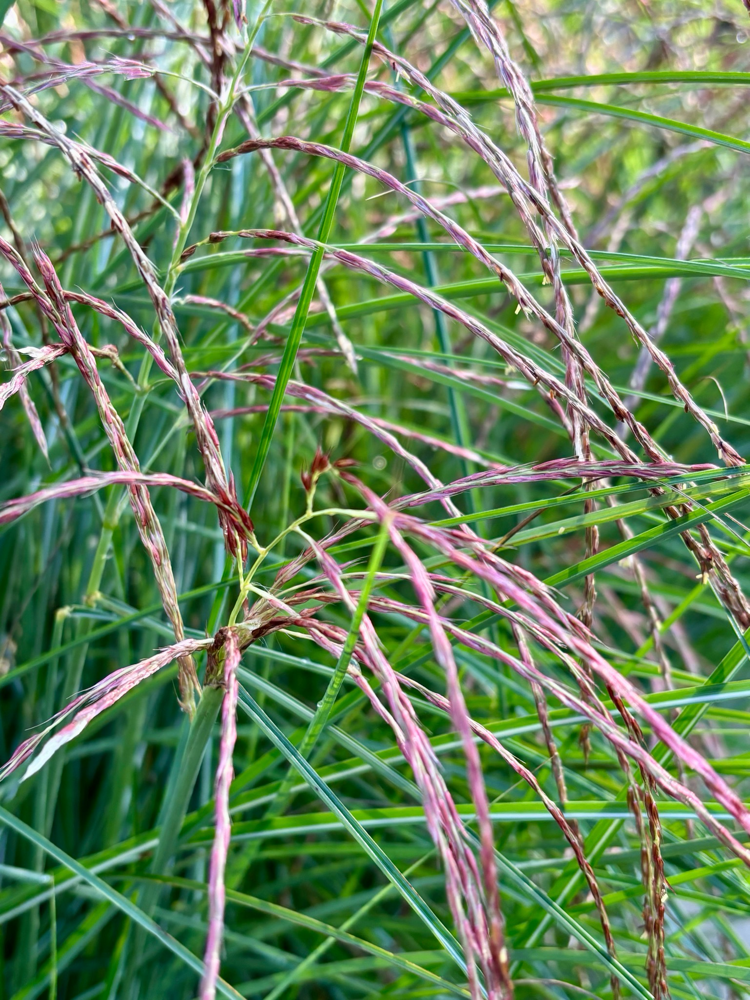 Miscanthus sinensis ‘Red Cloud’ (Prachtriet) OP=OP