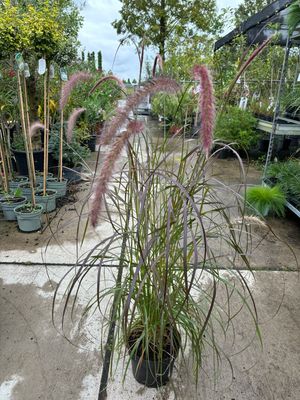 Pennisetum advena 'Rubrum' (Lampepoetsersgras Rood ) OP=OP