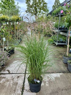 Miscanthus sinensis ‘Red Cloud’ (Prachtriet) OP=OP