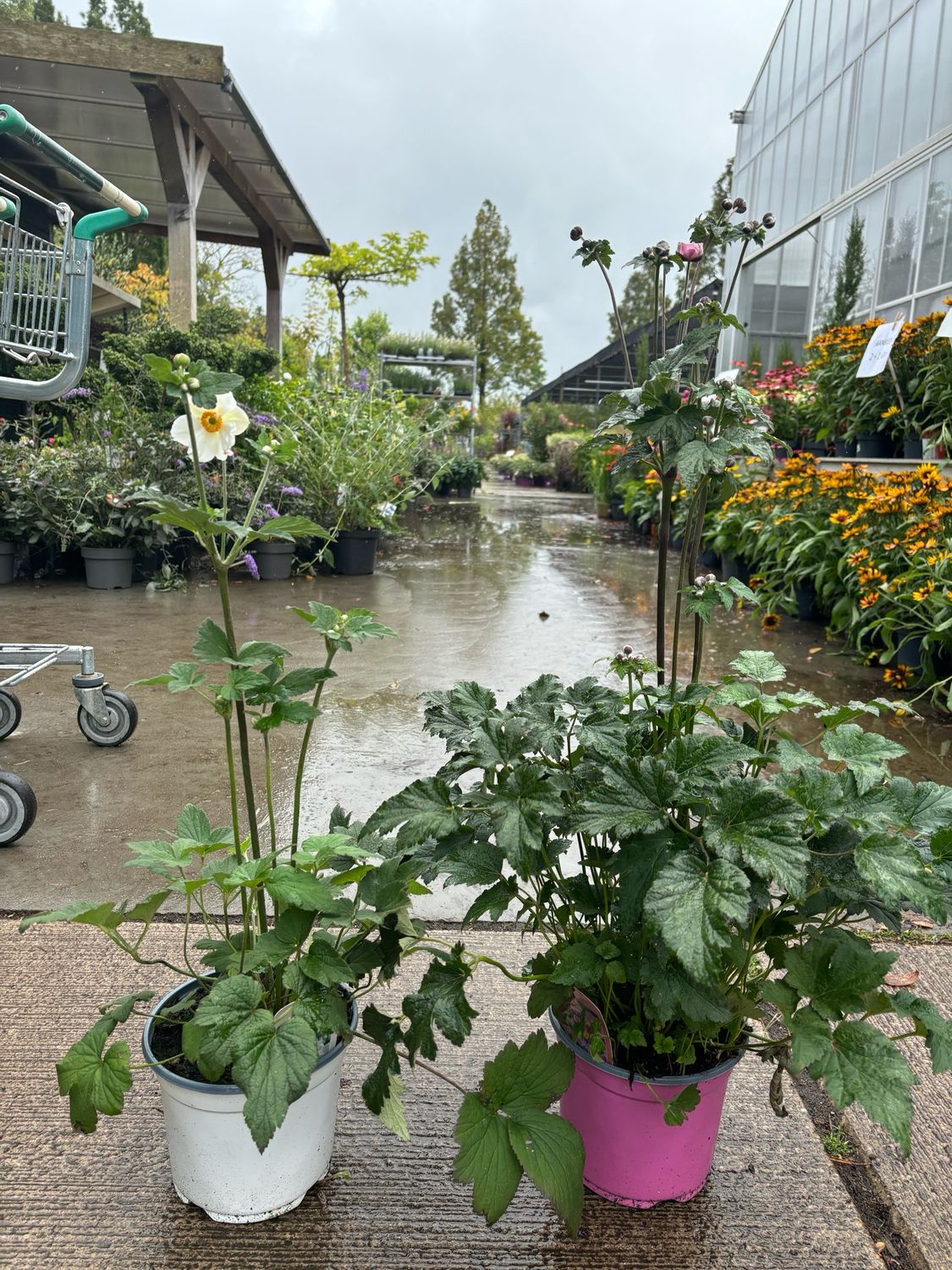 Anemone Wit en Roze (Herfstanemoon) OP=OP