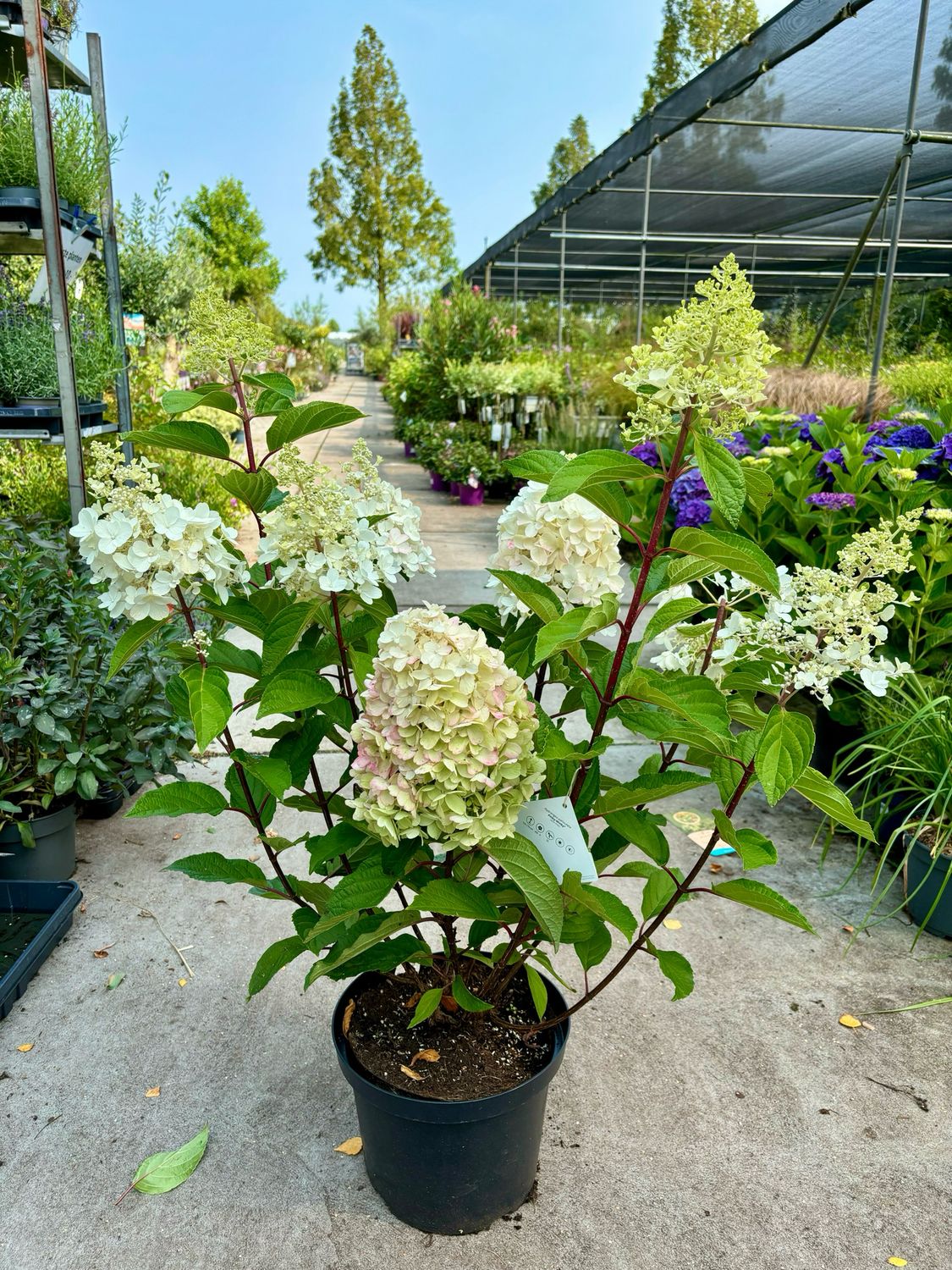 Hydrangea Pinky Winky (Pluimhortensia) OP=OP