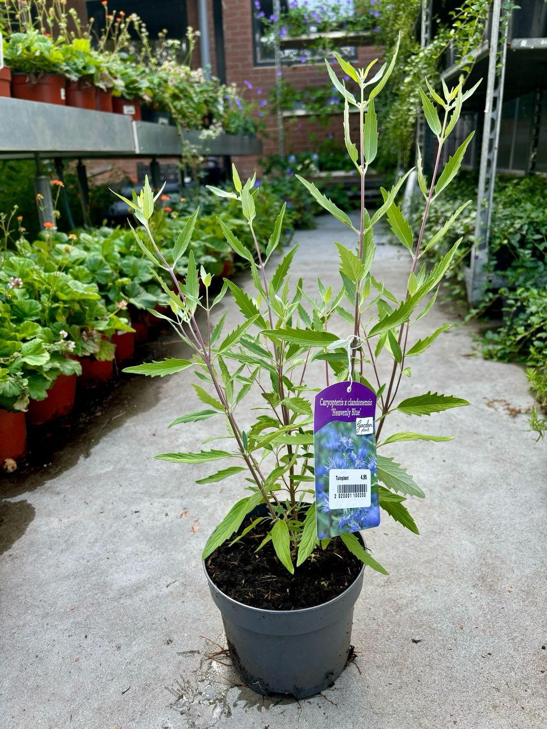 Caryopteris ‘Heavenly Blue’  (Blauwbaard) OP=OP