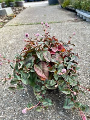 Persicaria capitata (Duizendknoop) 4 voor €10 OP=OP Persicaria capitata (Duizendknoop) 4 voor €10 OP=OP
