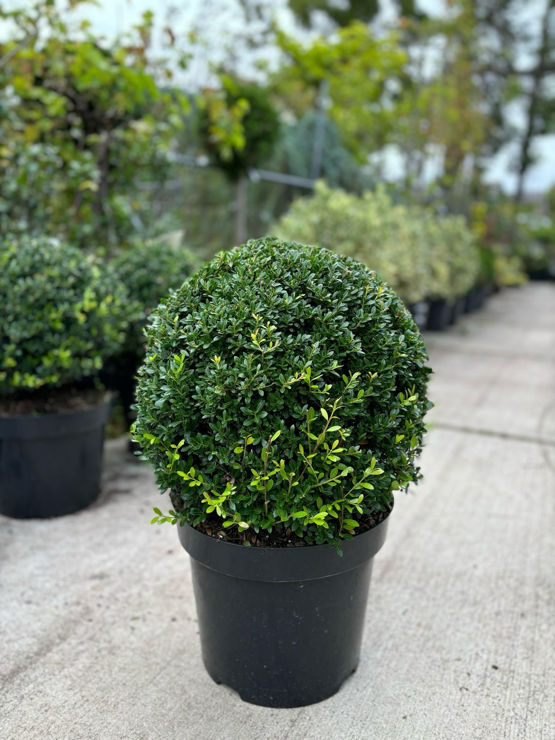 Ilex crenata ‘Stokes’ (Japanse Hulst Bollen) OP=OP