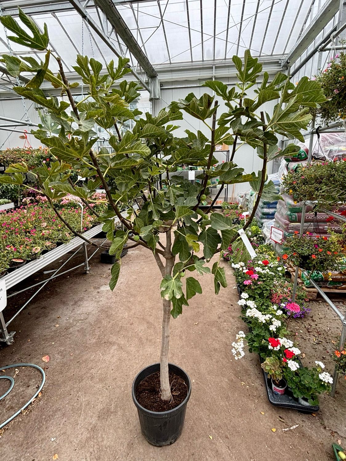 Ficus carica (Vijgenboom) OP=OP