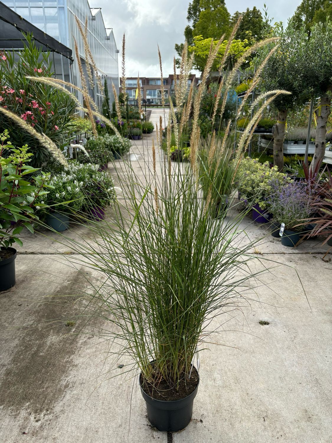 Pennisetum orientale ‘Fairy Tails’ (Lampenpoetsersgras) OP=OP