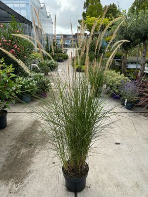 Pennisetum orientale ‘Fairy Tails’ (Lampenpoetsersgras) OP=OP