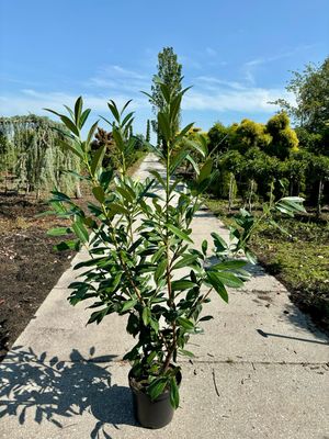 Prunus Caucasica (Laurierkers)  OP=OP