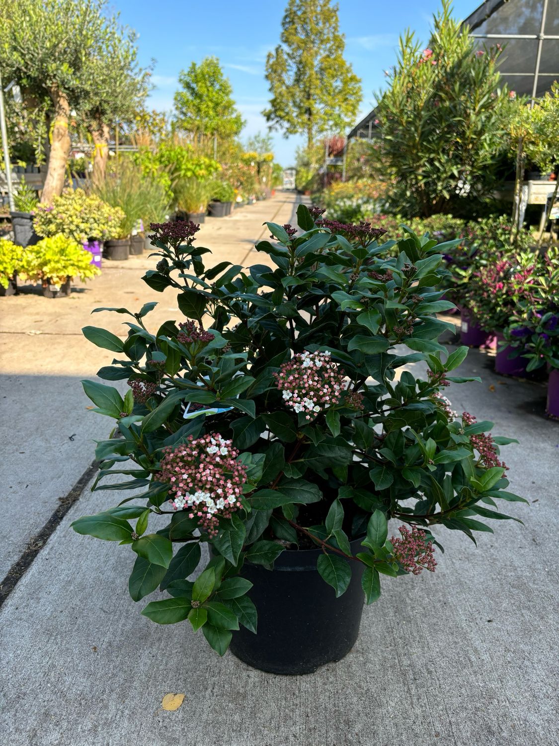Viburnum tinus (Sneeuwbal) OP=OP