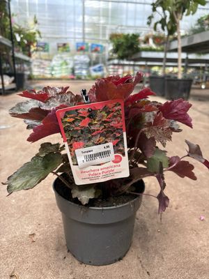 Heuchera americana ‘Palace Purple’ (Purperklokje rode bloem) OP=OP