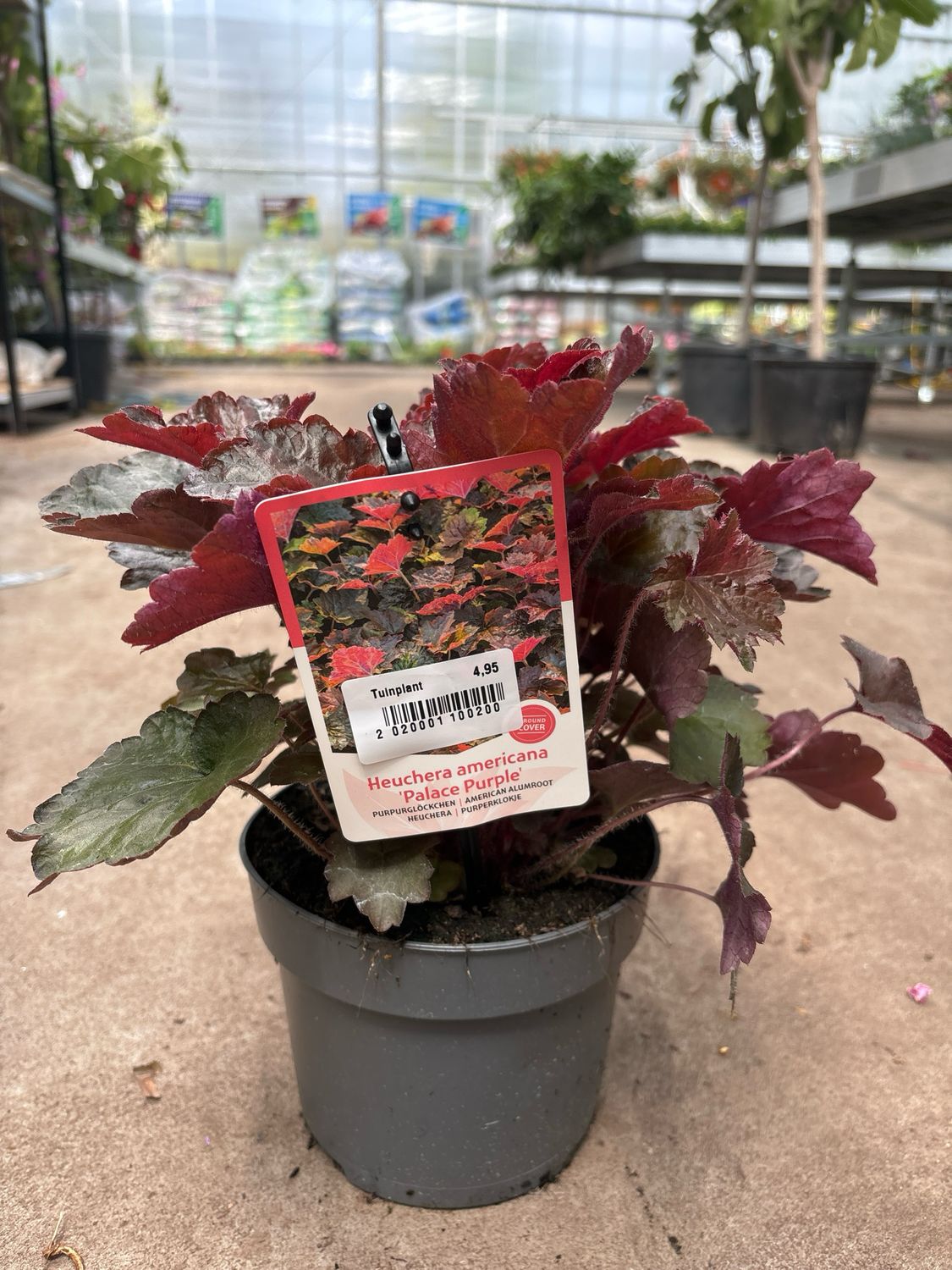 Heuchera americana ‘Palace Purple’ (Purperklokje rode bloem) OP=OP