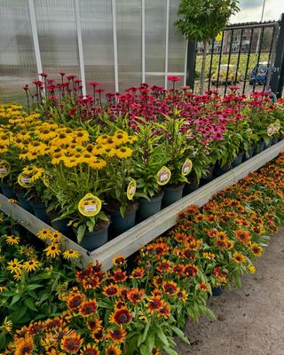 Echinacea (Zonnehoed) Verschillende Kleuren OP=OP