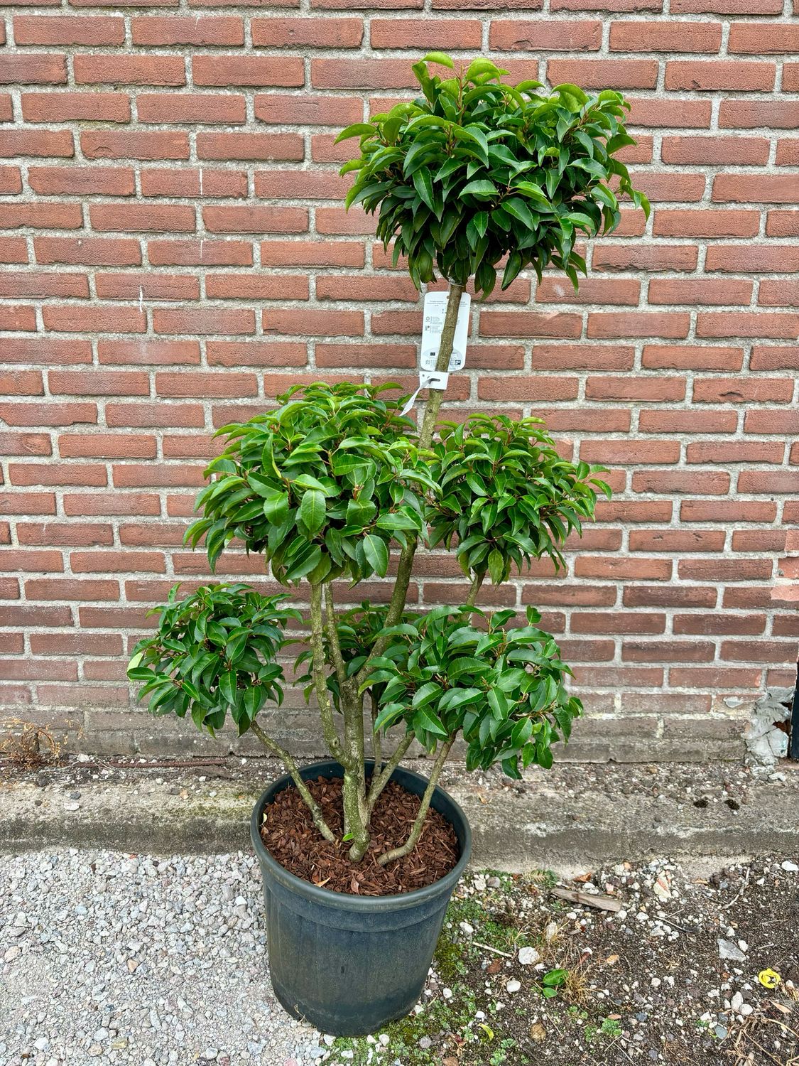 Prunus lusitanica 'Angustifolia' (Portugese laurier bonsai ) OP=OP