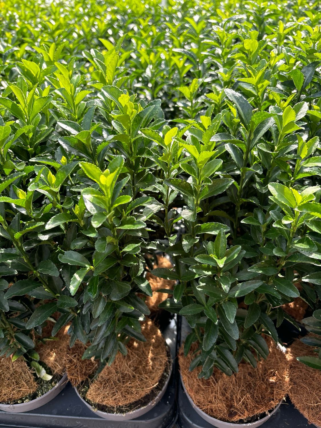 Euonymus japonicus ‘Green Spire’ (Kardinaalsmuts) OP=OP