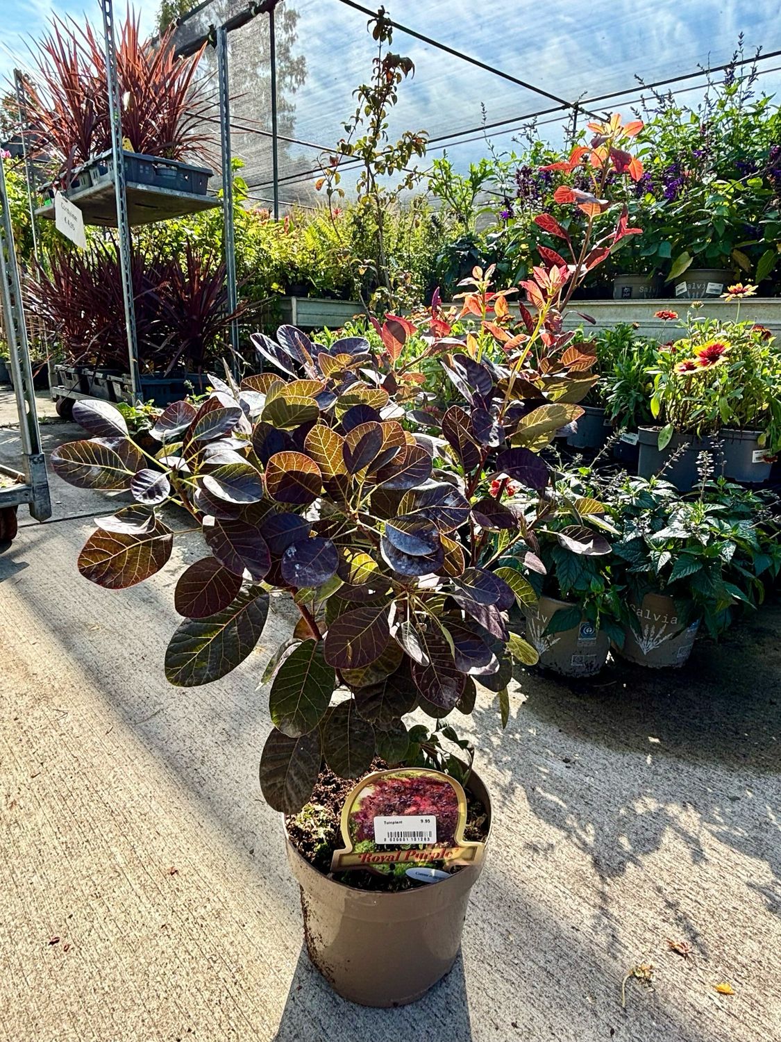 Cotinus coggygria 'Royal Purple' (Pruikenboom) OP=OP Cotinus coggygria 'Royal Purple' (Pruikenboom) Voordeeltuin Boskoop