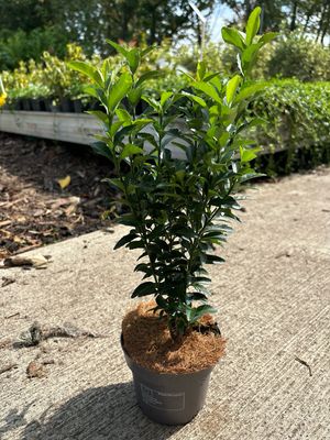 Euonymus japonicus ‘Green Spire’ (Kardinaalsmuts) OP=OP