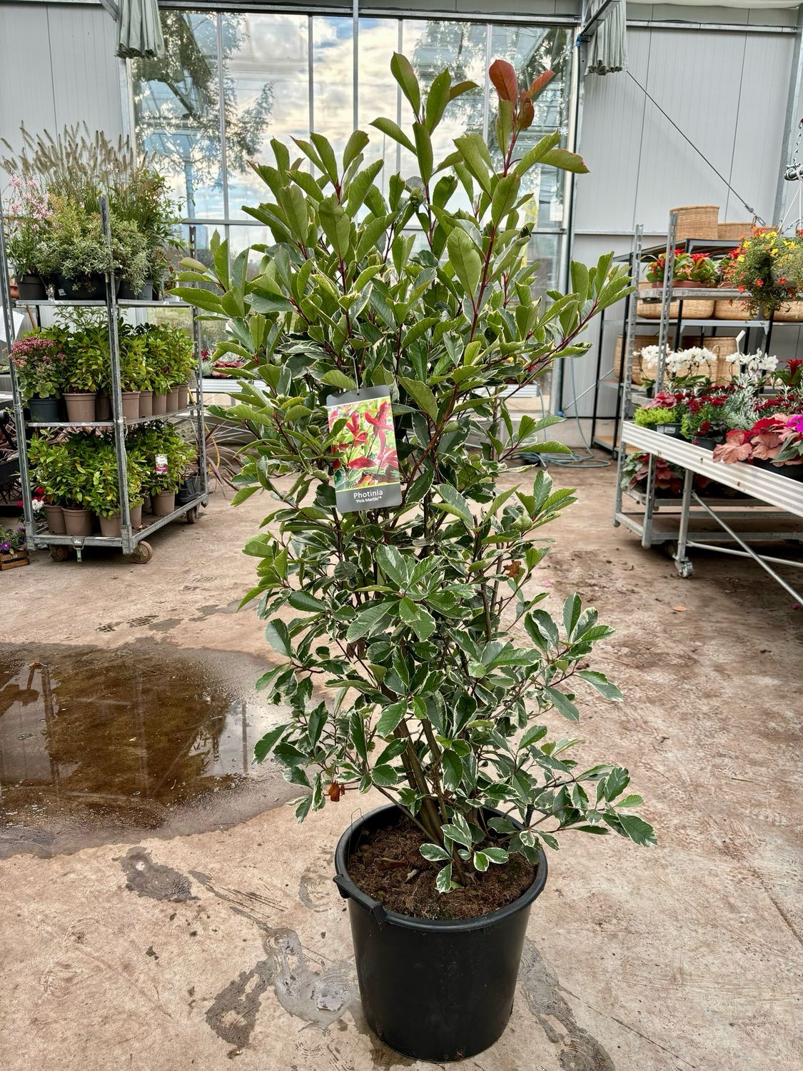 Photinia Pink Marble (Glansmispel) OP=OP