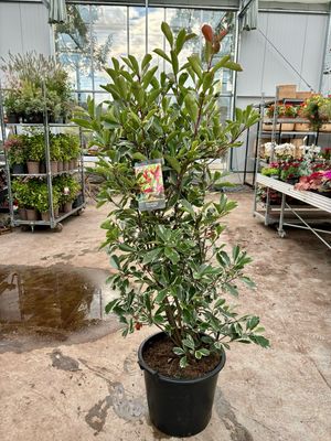 Photinia Pink Marble (Glansmispel) OP=OP