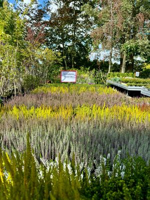 Heide Verschillende soorten 5 voor €10 OP=OP