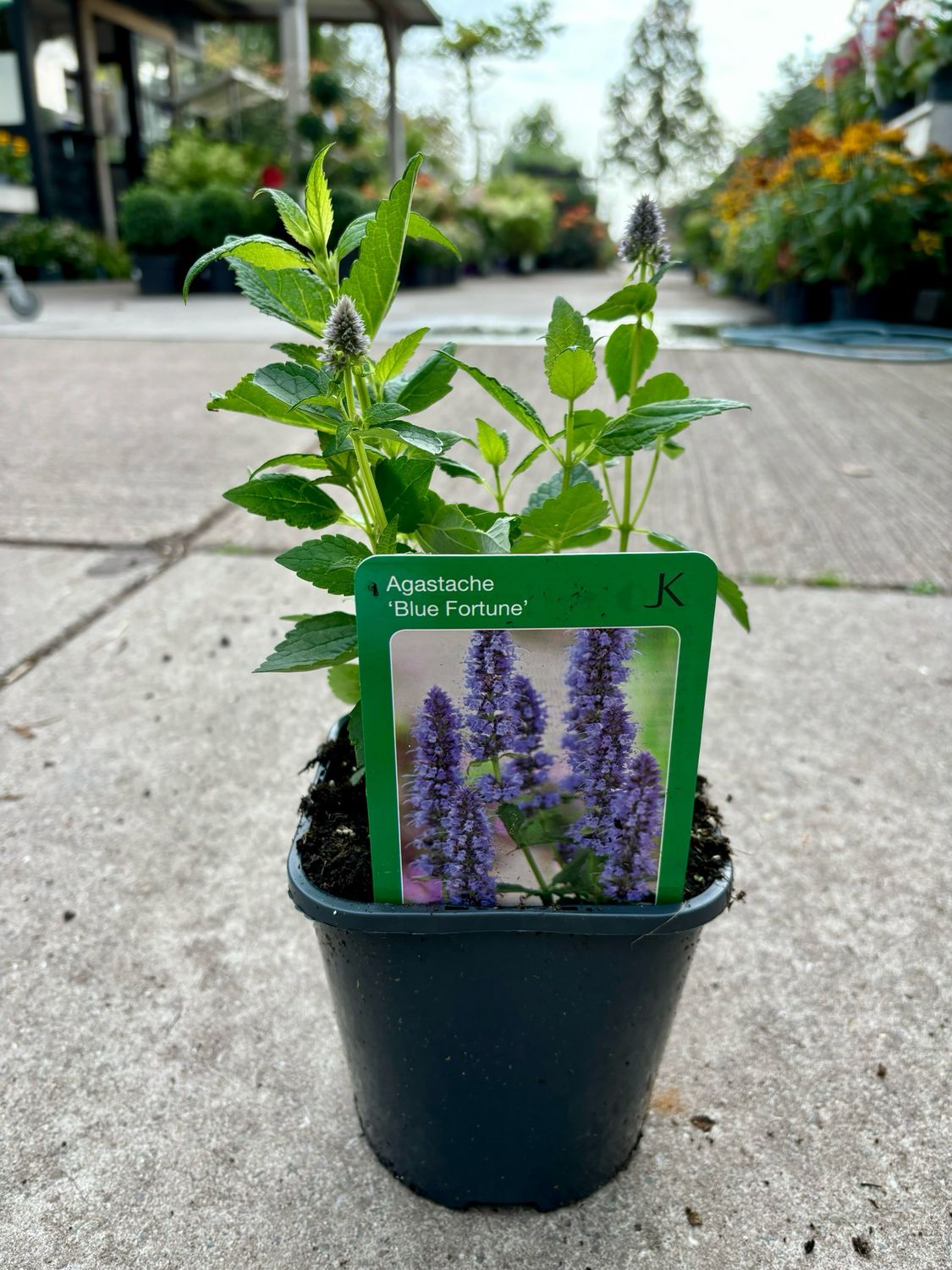 Agastache ‘Blue Fortune’ (Dropplant) 3 voor €10 OP=OP