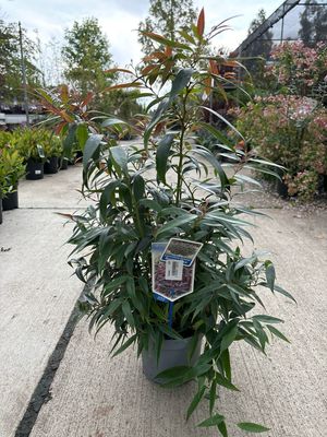 Leucothoe keiskei 'Burning Love'
(Druifheide) OP=OP