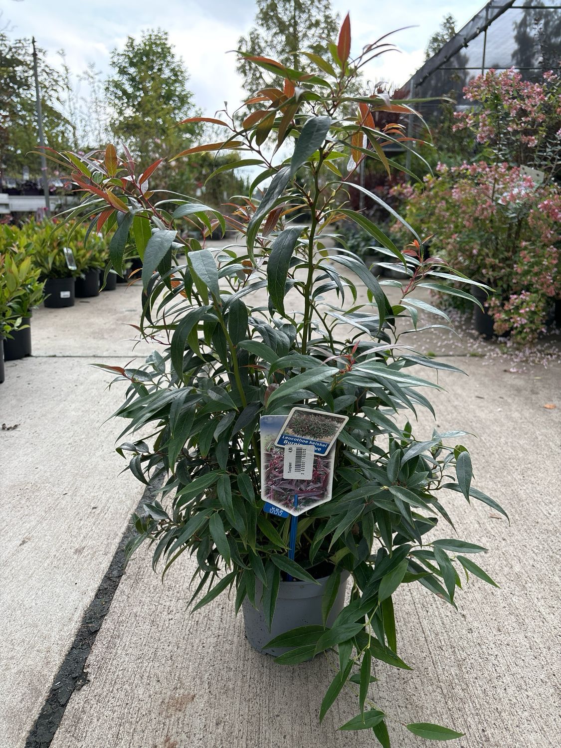Leucothoe keiskei 'Burning Love'
(Druifheide) OP=OP