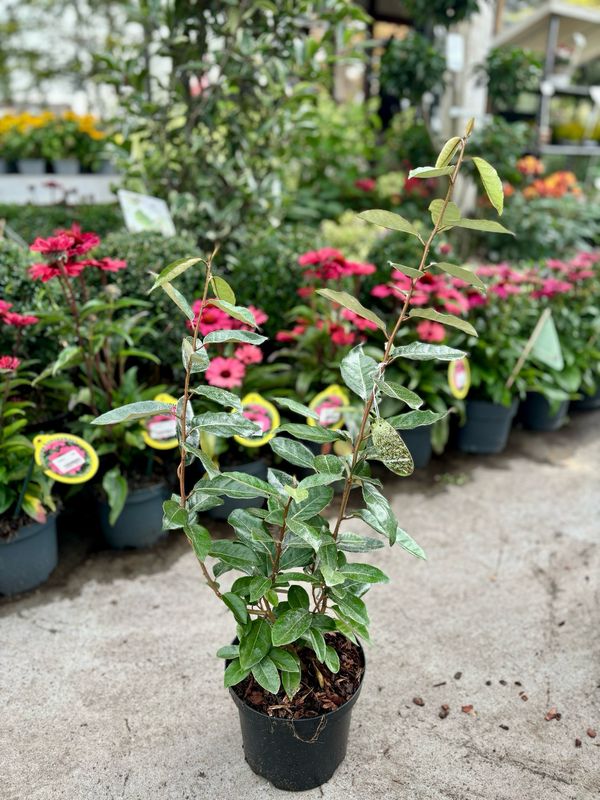 Elaeagnus (mooie volle Olijfwilg) OP=OP Elaeagnus (mooie volle Olijfwilg) OP=OP