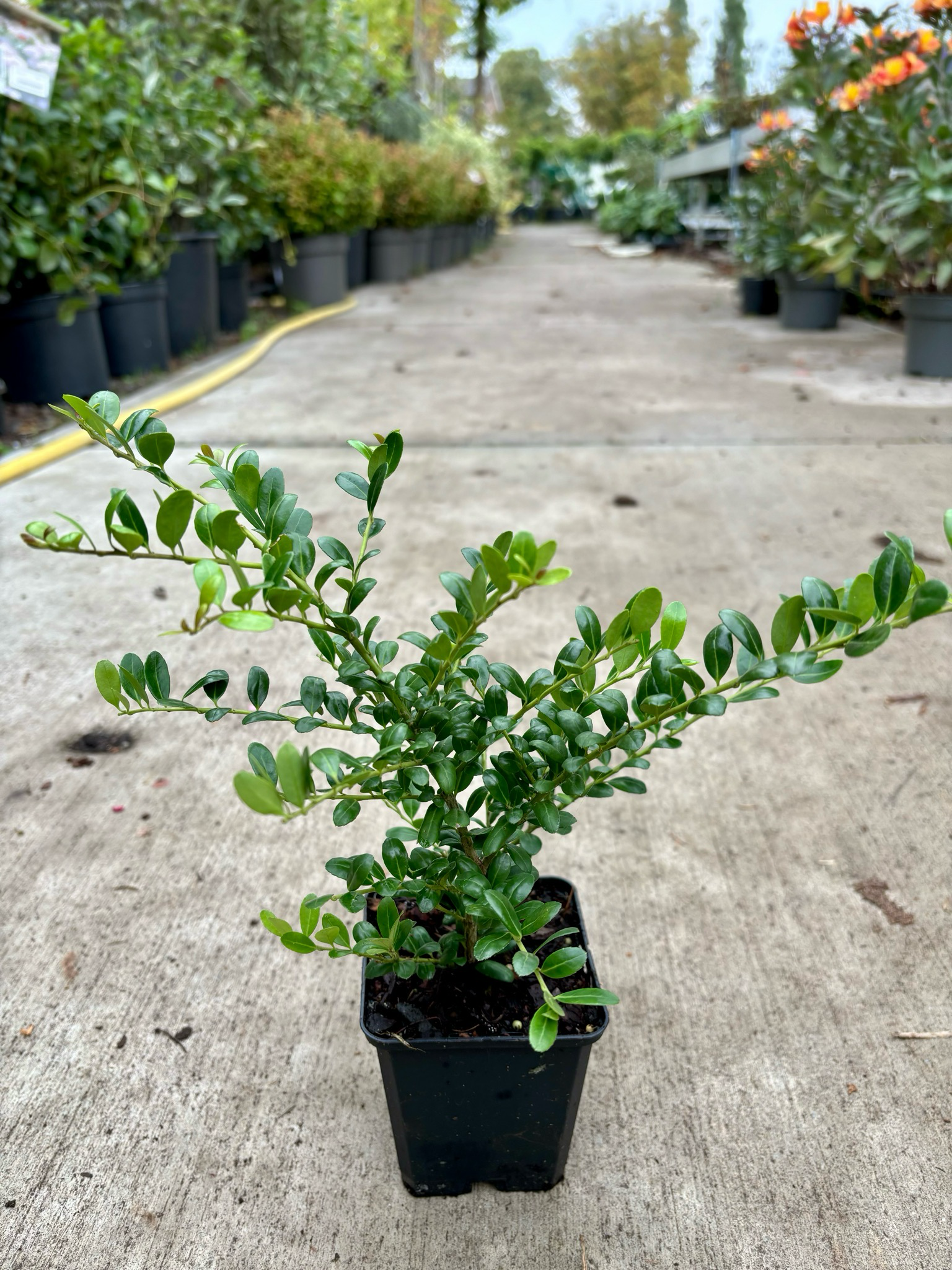 Ilex crenata 'Convexa`(Japanse Hulst) OP=OP