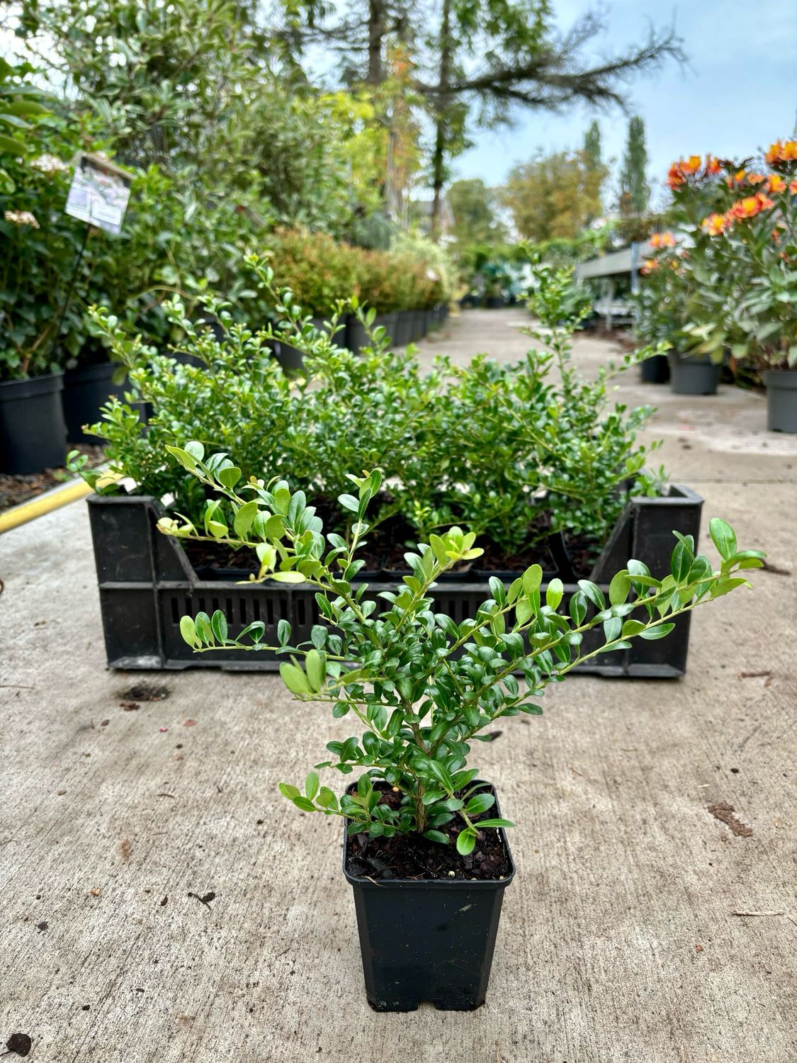 Ilex crenata 'Convexa`(Japanse Hulst) OP=OP