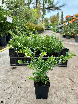 Ilex crenata 'Convexa`(Japanse Hulst) OP=OP