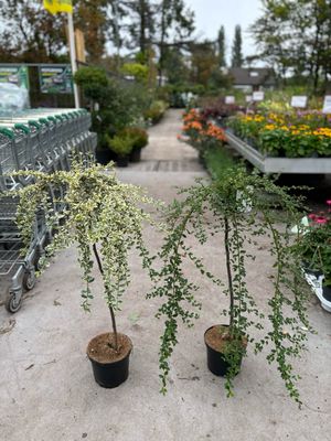 Cotoneaster x suecicus 'Coral Beauty' /Cotoneaster x suecicus 'Juliëtte (Dwergmispel)OP=OP