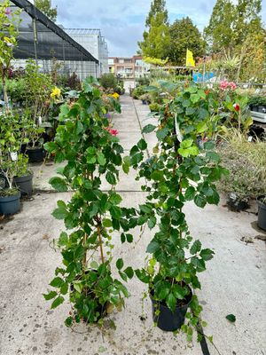 Parthenocissus tricuspidata 'Veitchii Robusta'  (Wilde wingerd) OP=OP
