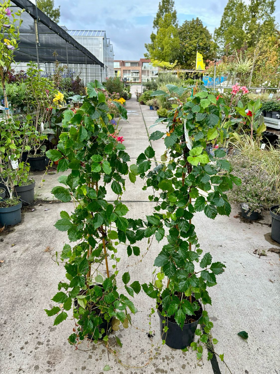 Parthenocissus tricuspidata 'Veitchii Robusta'  (Wilde wingerd) OP=OP