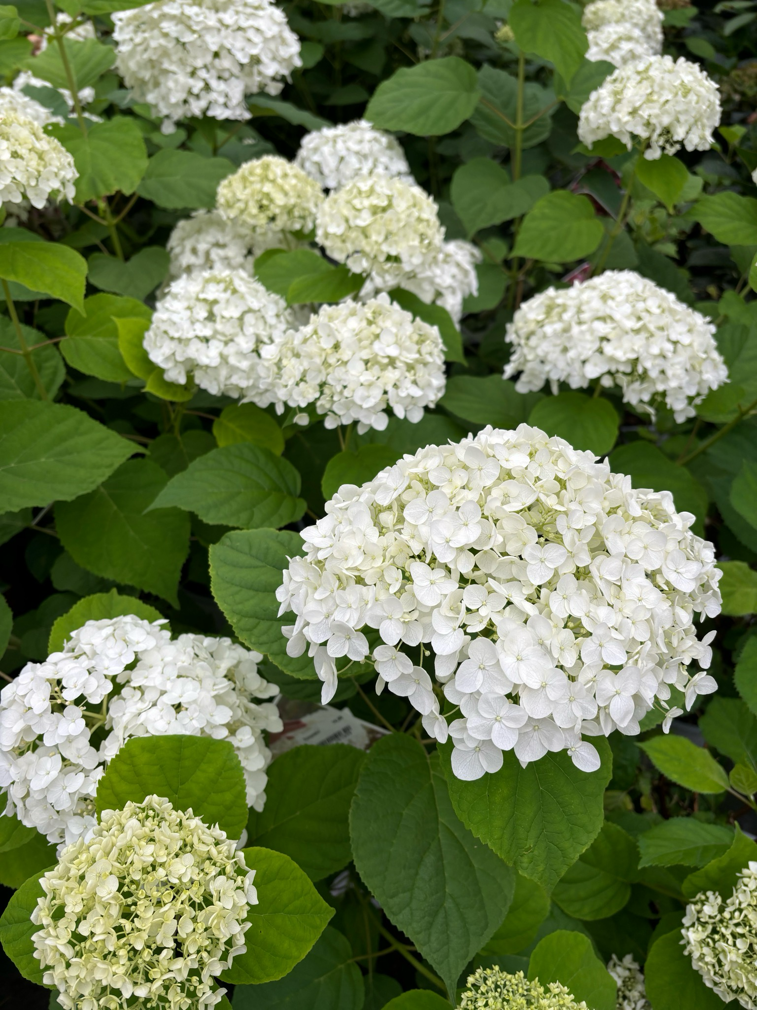 Hydrangea  a. Strong Annabelle (Sneeuwbalhortensia) OP=OP