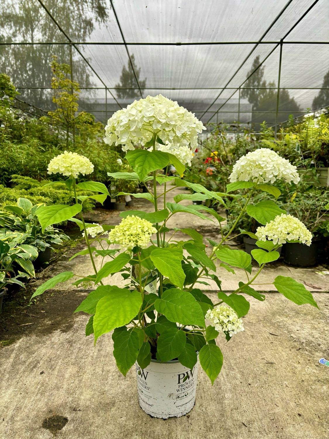 Hydrangea  a. Strong Annabelle (Sneeuwbalhortensia) OP=OP