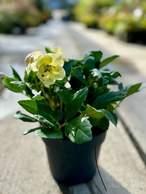 Helleborus (Kerstroos) OP=OP