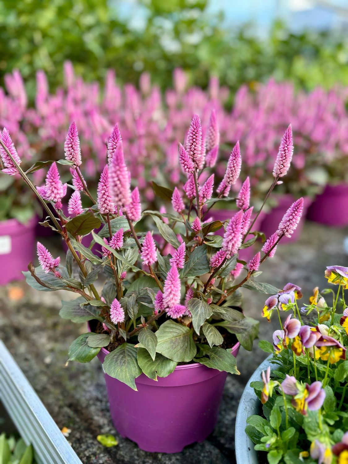 Celosia arg. SP 'Wild Pink' (Pluimhanekam) OP=OP