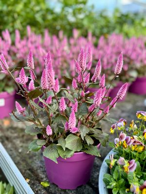 Celosia arg. SP 'Wild Pink' (Pluimhanekam) OP=OP