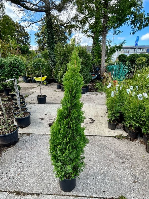 Thuja occidentalis 'Smaragd'  ((Levensboom) OP=OP