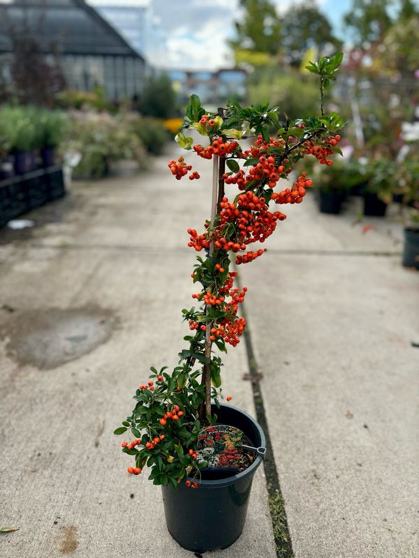 Pyracantha (vuurdoorn) OP=OP