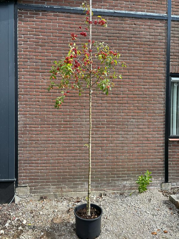 SierMalus (Sierappel) verschillende soorten OP=OP SierMalus (Sierappel) verschillende soorten OP=OP