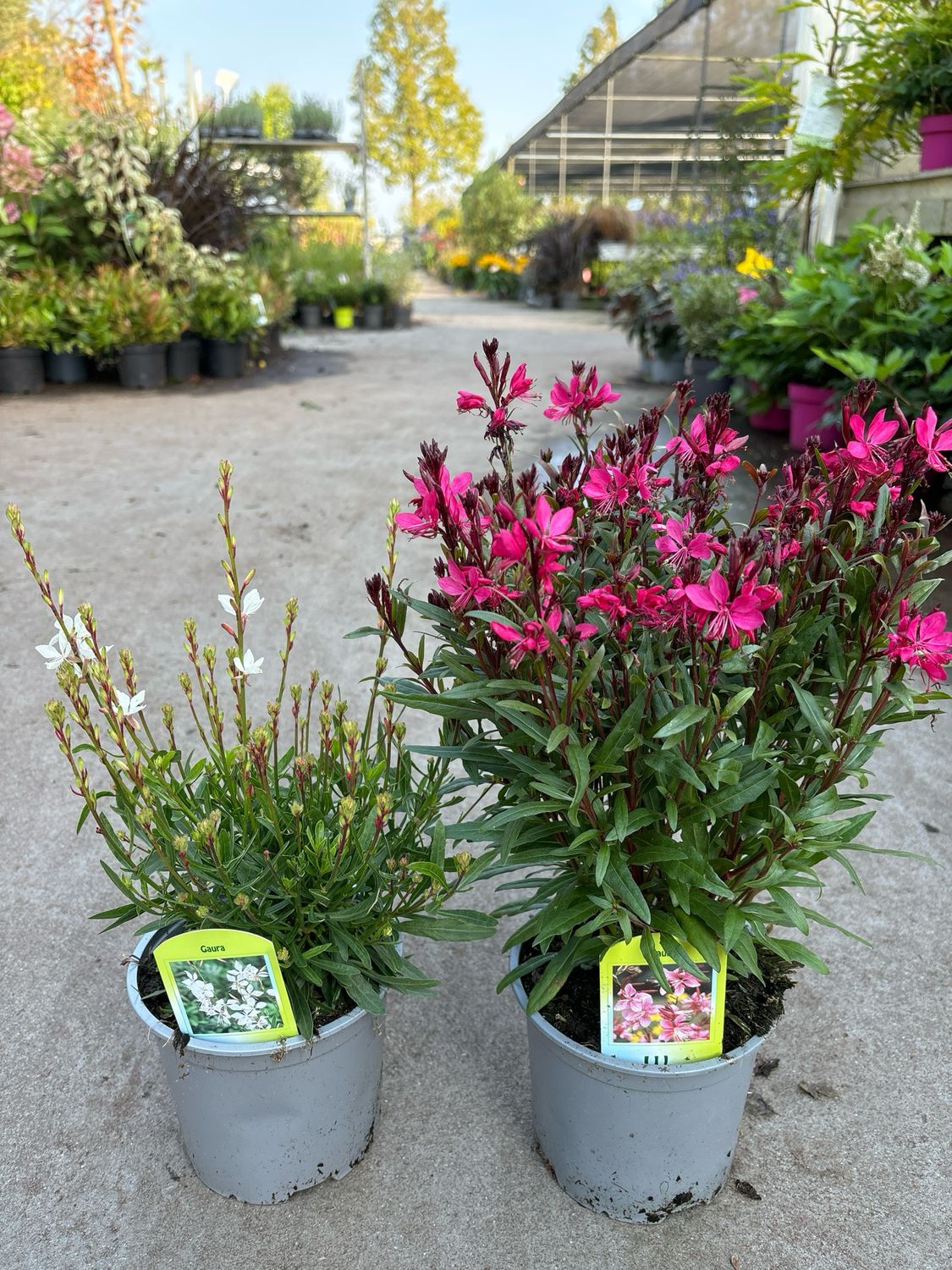 Gaura wit/roze (Prachtkaars) 3 voor €10 OP=OP