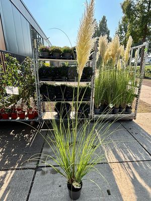 Cortaderia Selloana Pumila  (Pampasgras)  OP=OP
