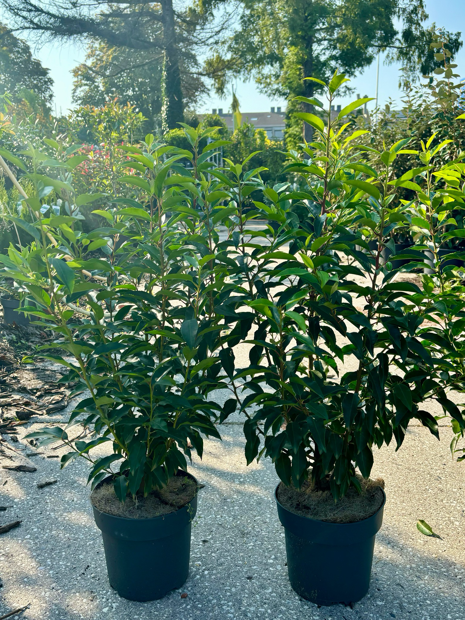 Prunus lusitanica 'Angustifolia' (Portugese laurier) OP=OP