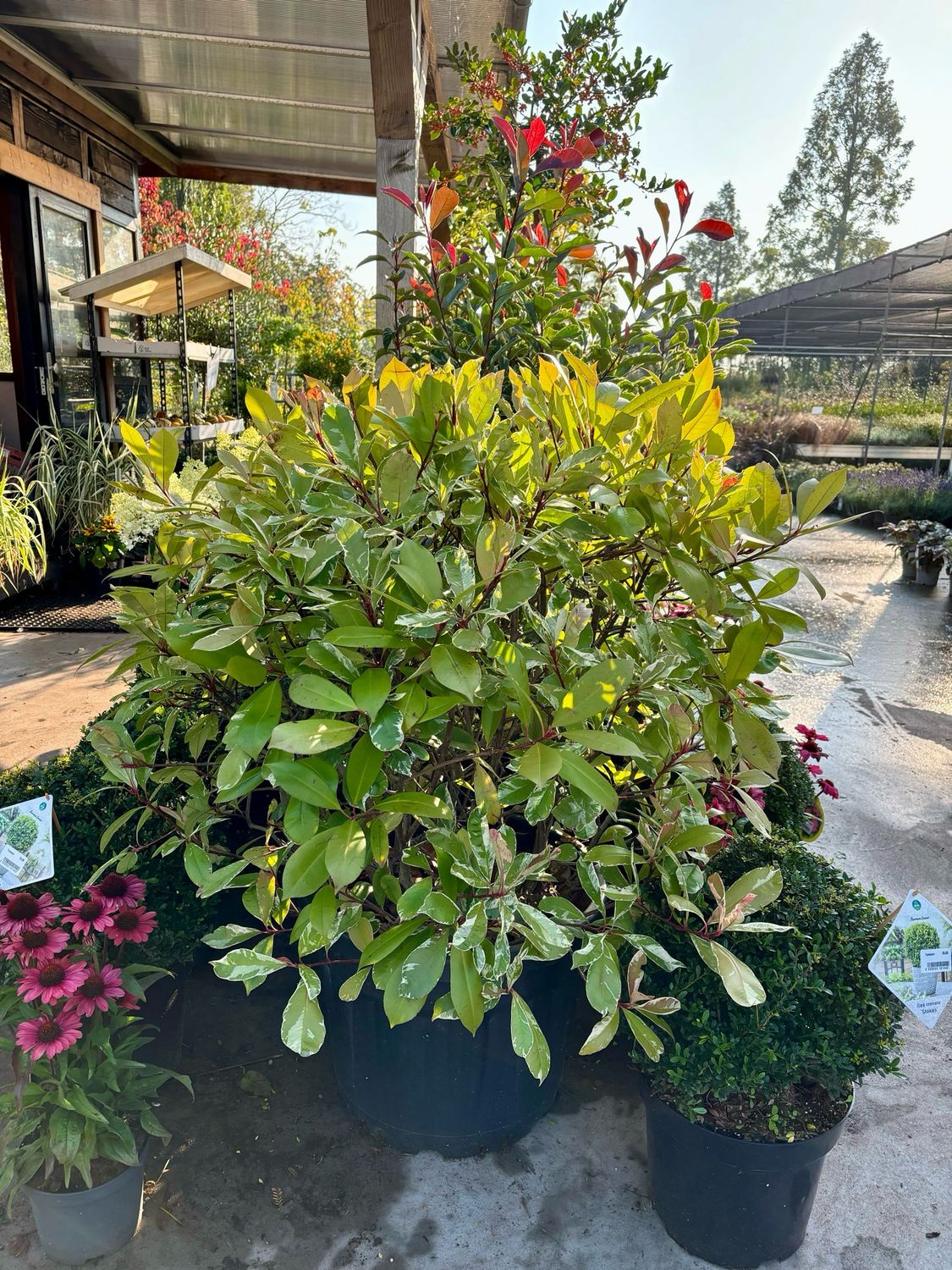 Photinia Pink Marble grote bol (Glansmispel) OP=OP
