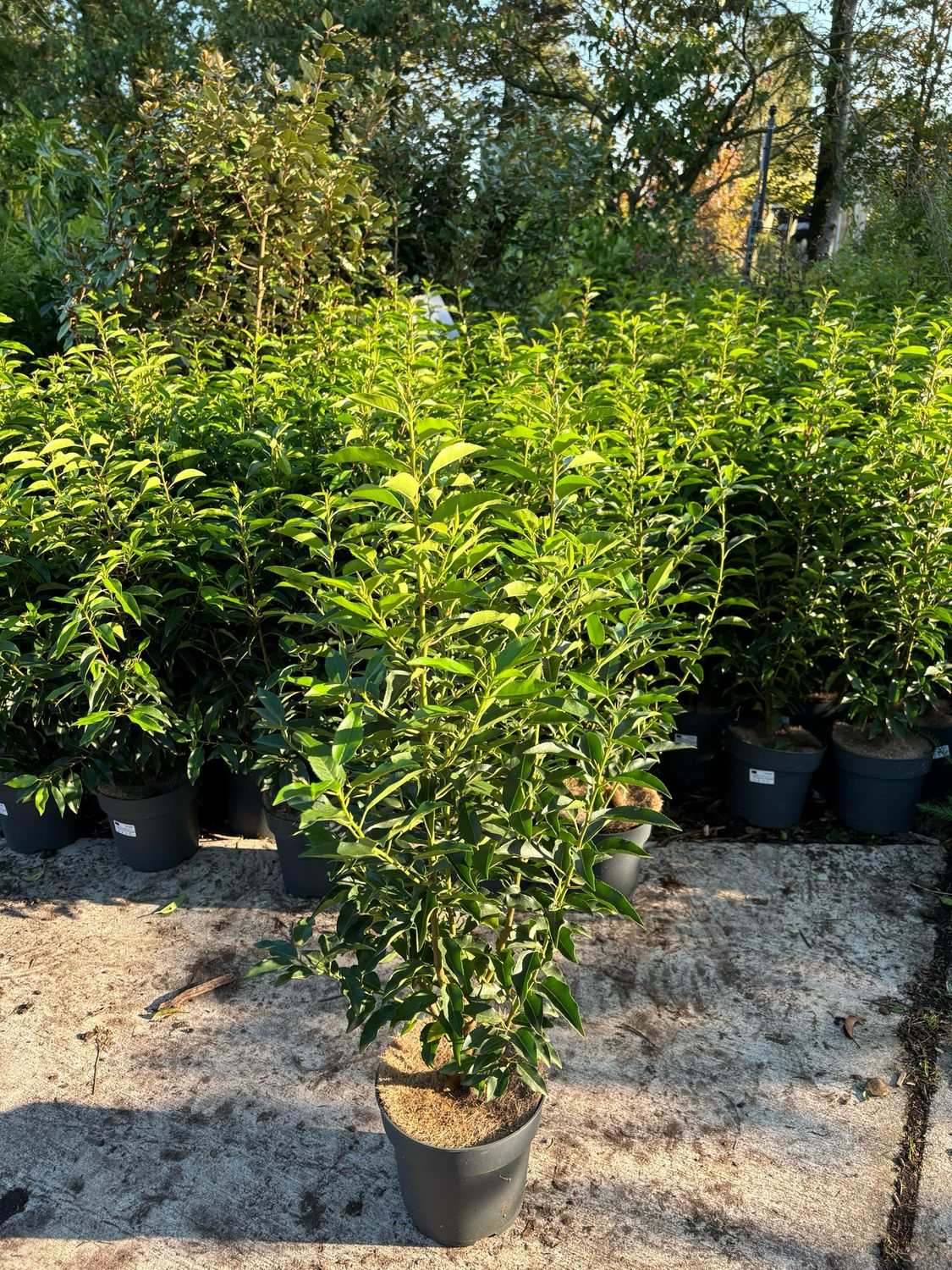 Prunus lusitanica 'Angustifolia' (Portugese laurier) OP=OP