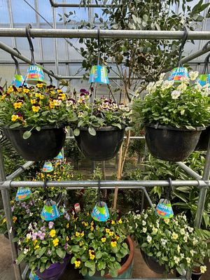 Violen (viool) Hangplanten (Hangplant) OP=OP