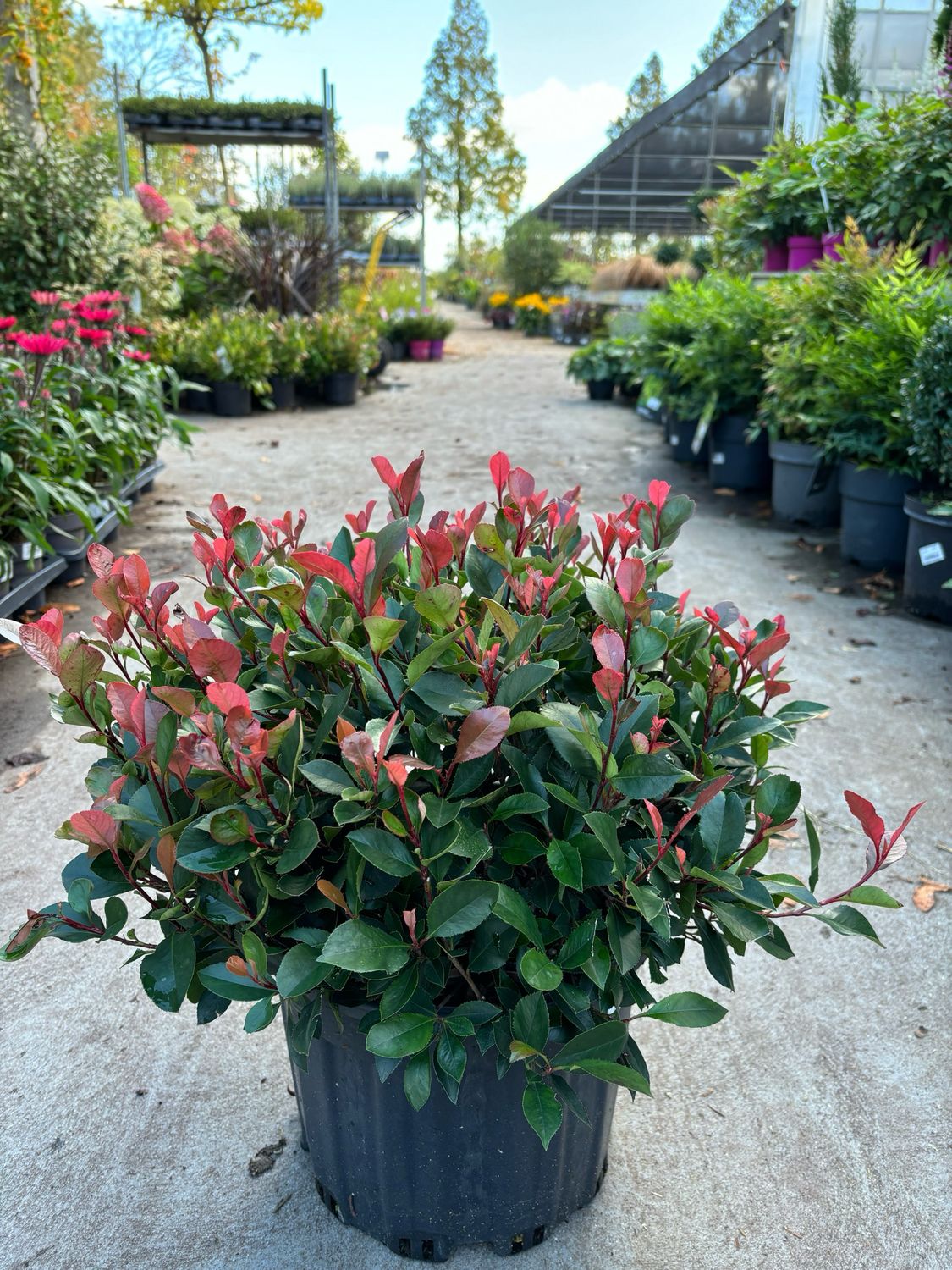 Photinia fraseri 'Little Red Robin’ (Glansmispel bol) OP=OP Photinia fraseri 'Little Red Robin’ (Glansmispel bol) OP=OP